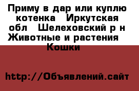 Приму в дар или куплю котенка - Иркутская обл., Шелеховский р-н Животные и растения » Кошки   